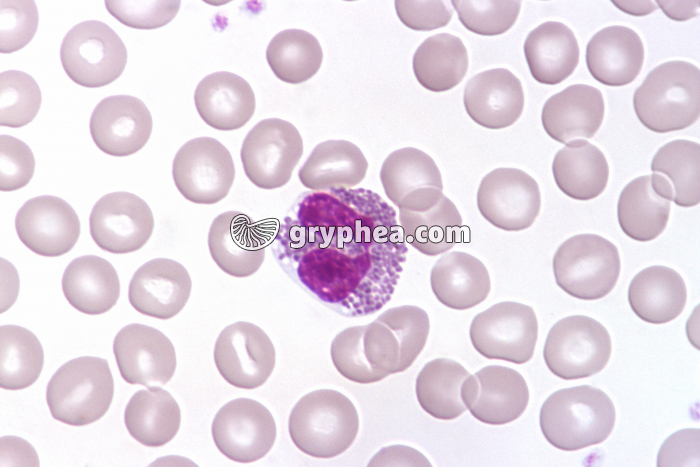 Granulocyte éosinophile x400 - gryphea.com